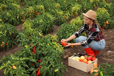 Photo of Farmer taking bell pepper from bush in field. Harvesting time