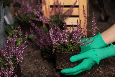 Photo of Woman planting flowering heather shrub outdoors, closeup