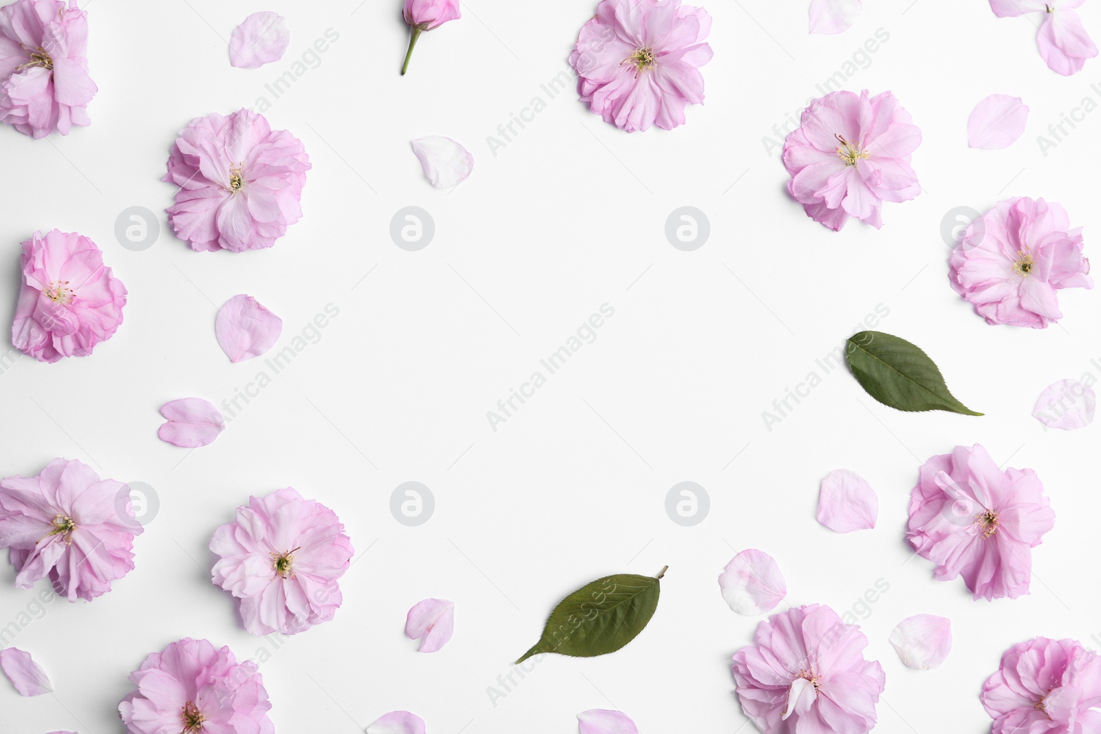 Photo of Frame made with beautiful sakura blossom on white background, space for text. Japanese cherry
