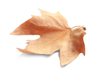 Beautiful autumn leaf on white background. Fall foliage