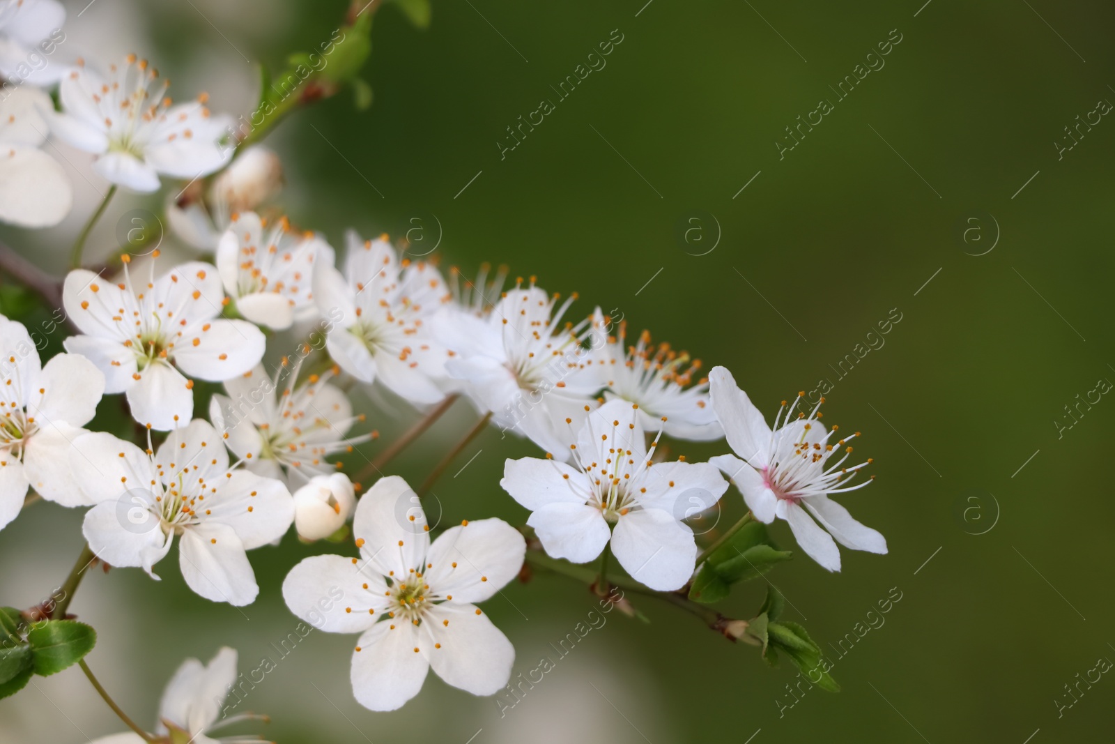 Photo of Cherry tree with white blossoms on green background, closeup. Spring season