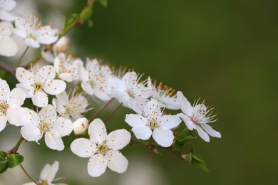 Cherry tree with white blossoms on green background, closeup. Spring season