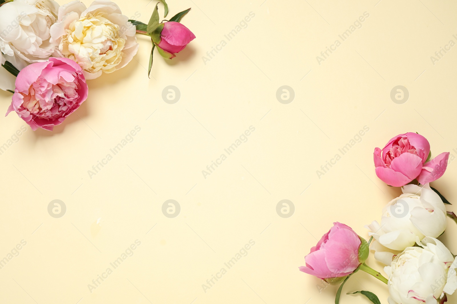 Photo of Beautiful peonies on beige background, flat lay. Space for text