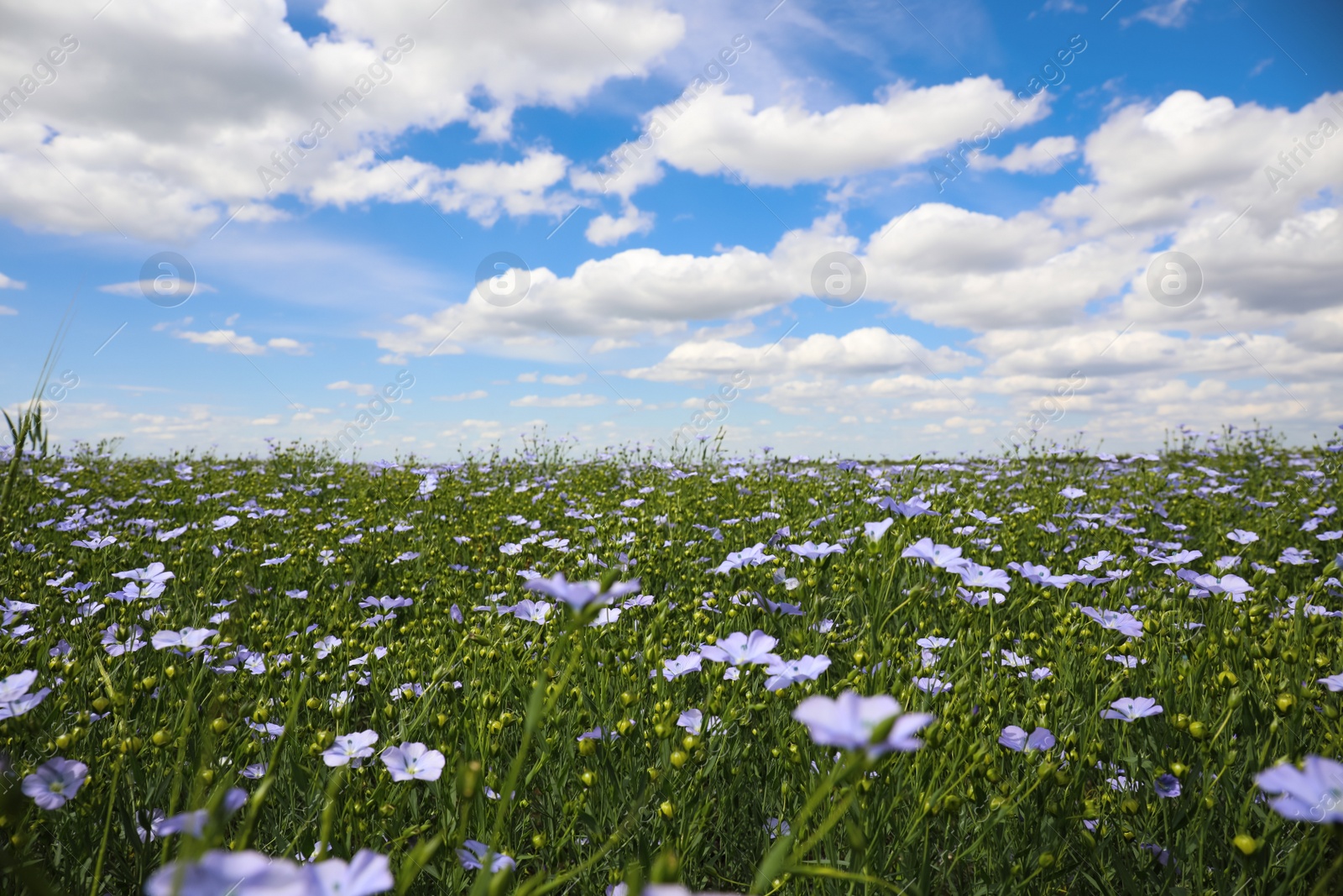 Photo of Beautiful view of blooming flax field on summer day