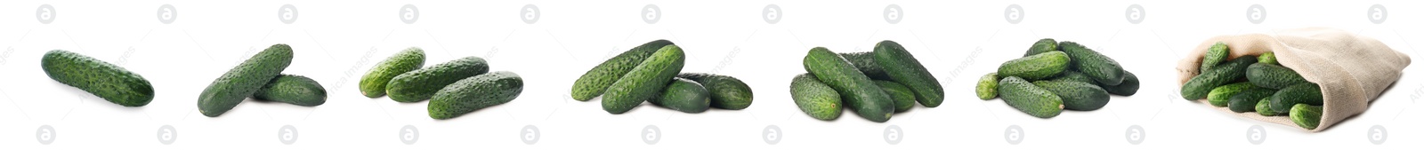 Set with whole ripe cucumbers on white background. Banner design Image of Set with whole ripe cucumbers on white background. Banner design