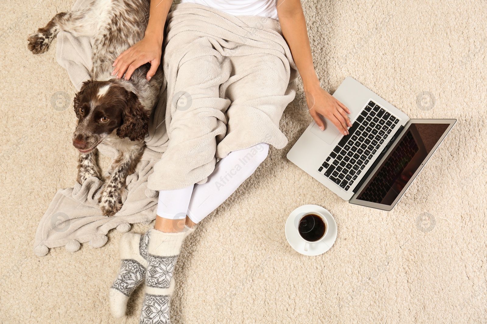 Photo of Top view of adorable Russian Spaniel with owner on light carpet, closeup