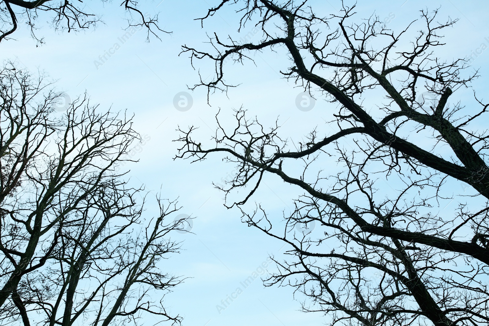 Photo of Low angle view of dry tree branches on winter day