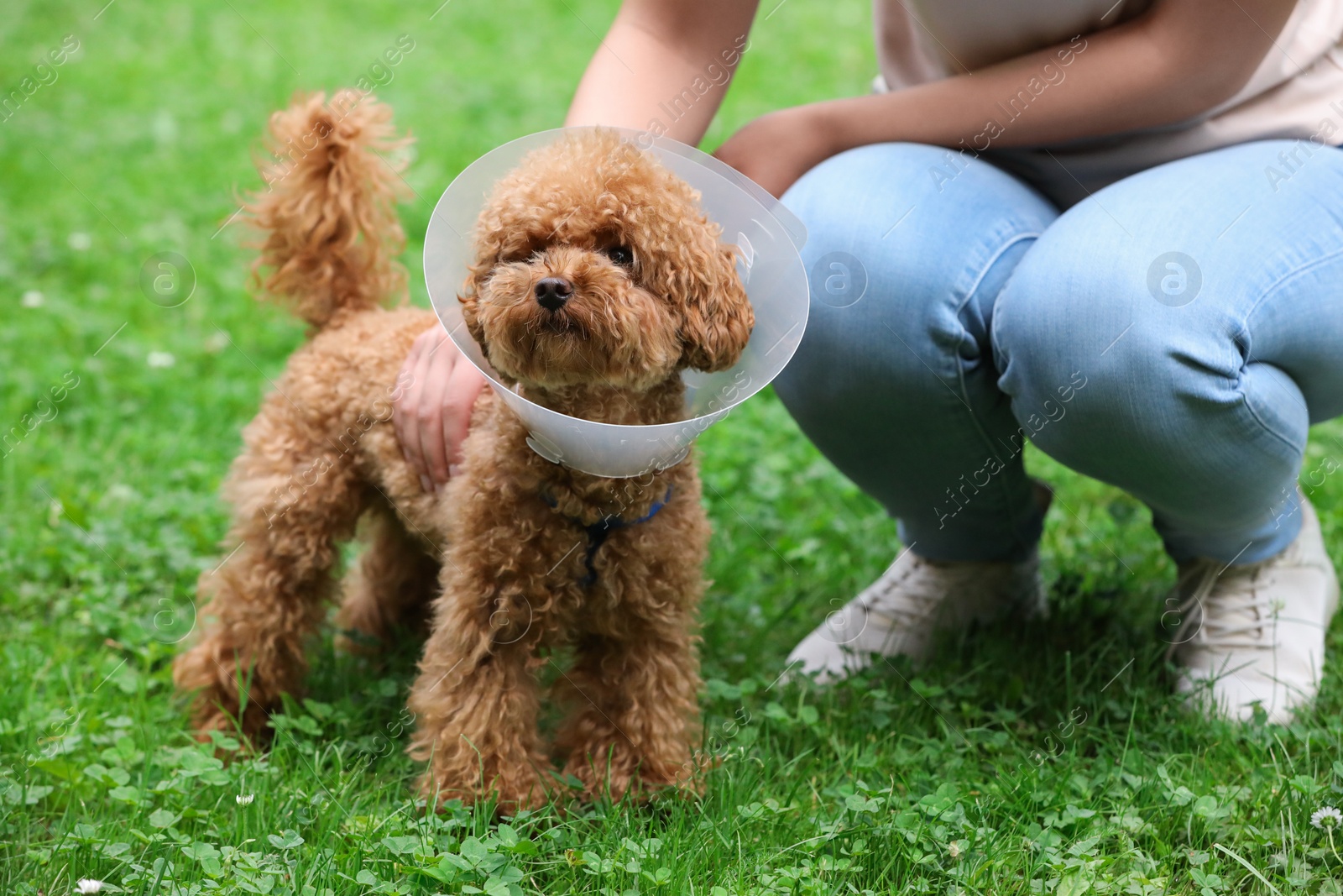 Photo of Woman with her cute Maltipoo dog in Elizabethan collar outdoors, closeup