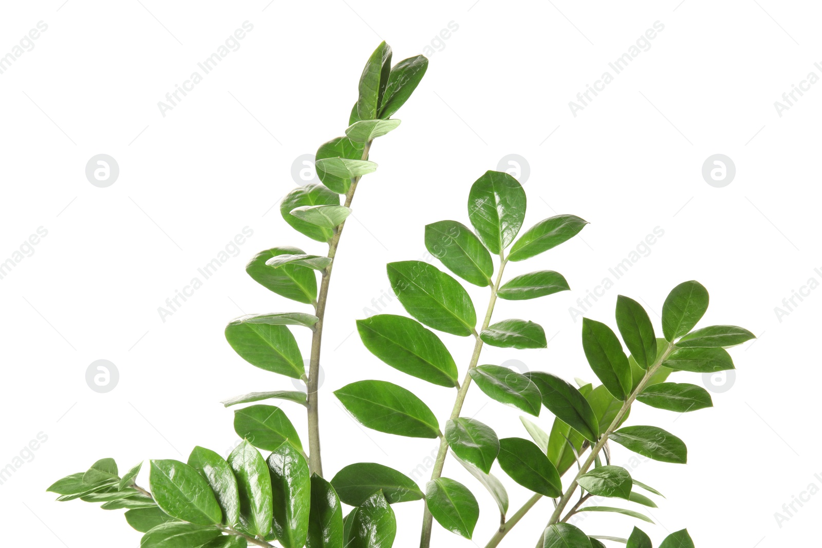 Photo of Branch with fresh green Zamioculcas zamiifolia leaves on white background