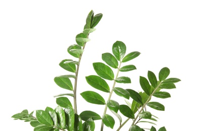 Branch with fresh green Zamioculcas zamiifolia leaves on white background