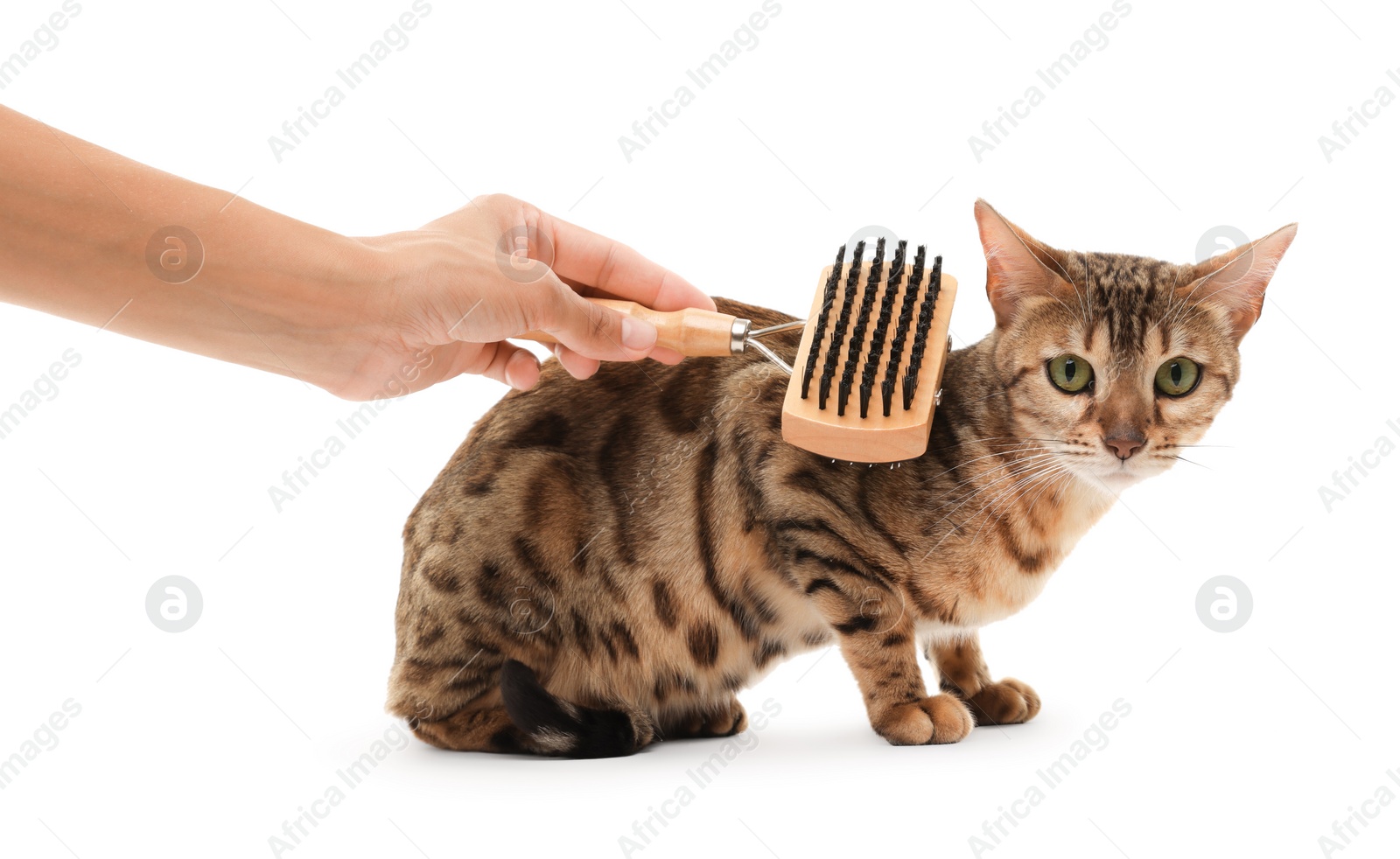 Photo of Woman brushing cute Bengal cat white background, closeup