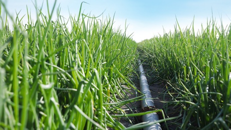 Young green onions in field on sunny day