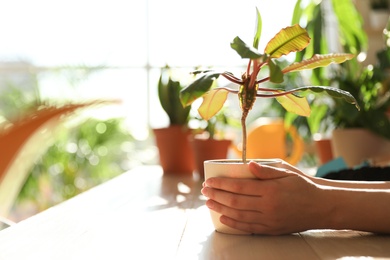 Woman holding growing home plant at wooden table indoors, closeup with space for text