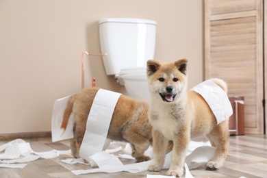 Photo of Adorable Akita Inu puppies playing with toilet paper at home