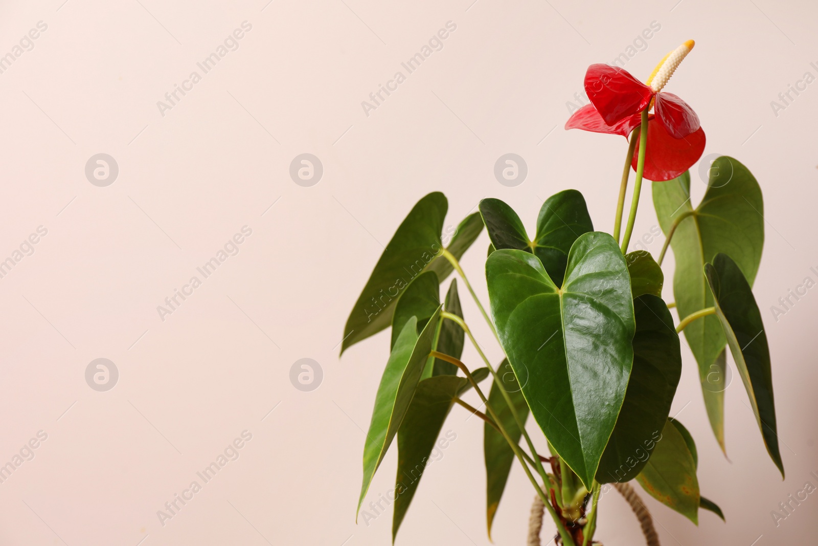 Photo of Beautiful anthurium on beige background, space for text. House plants