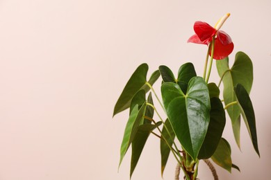 Photo of Beautiful anthurium on beige background, space for text. House plants