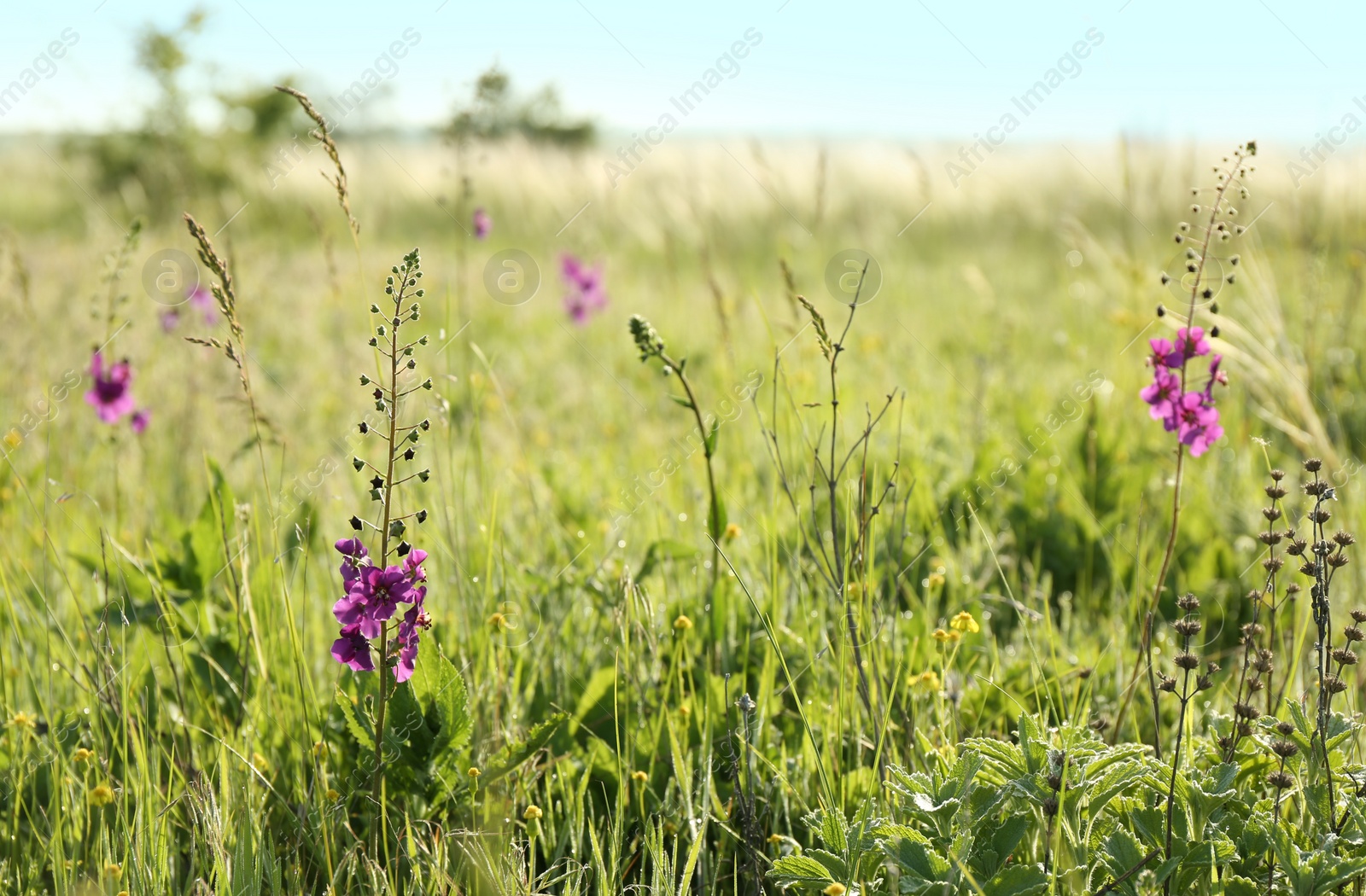 Photo of Beautiful flowers growing in meadow on sunny day