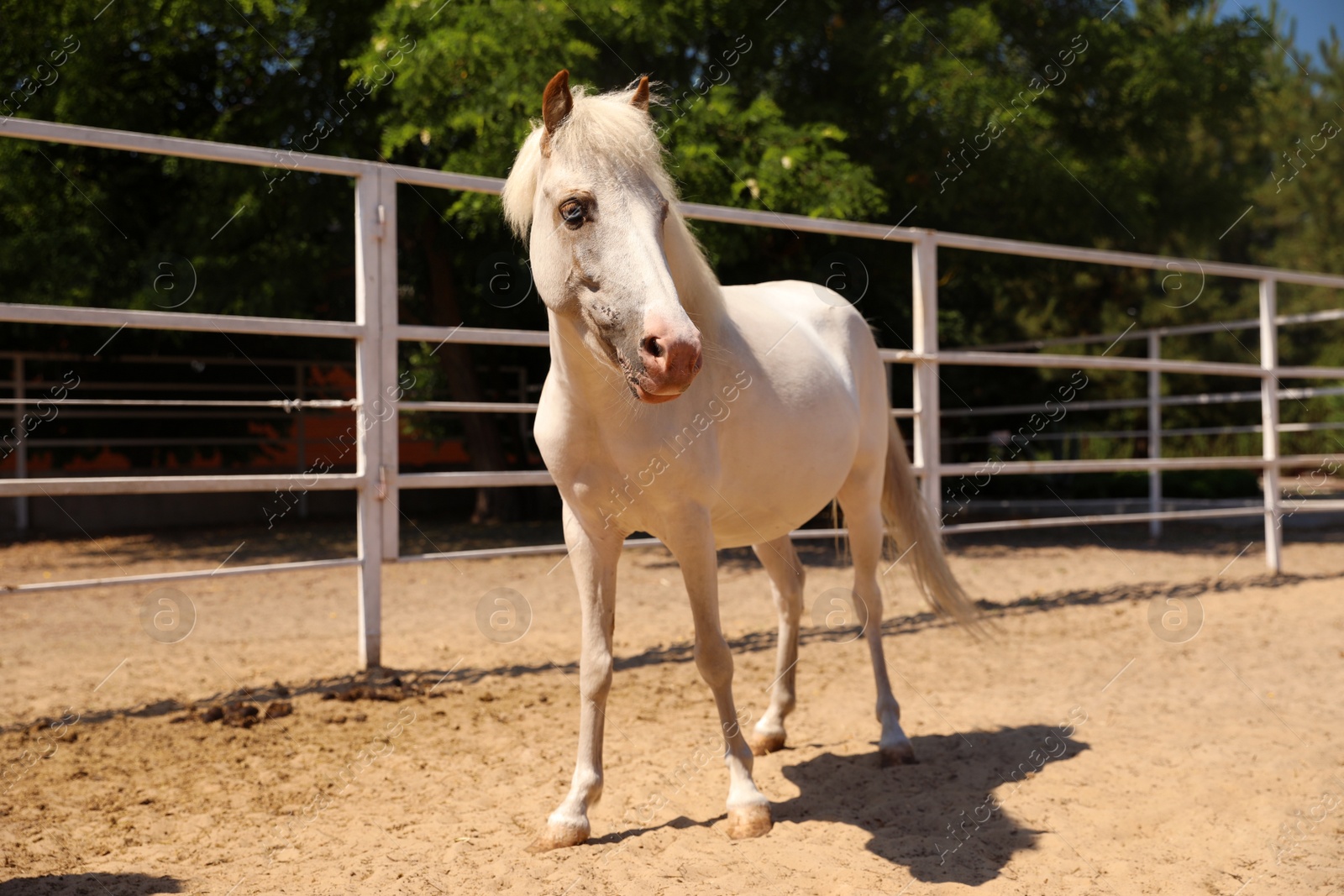 Photo of White horse in paddock on sunny day. Beautiful pet