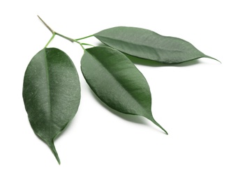 Photo of Fresh green ficus leaves on white background