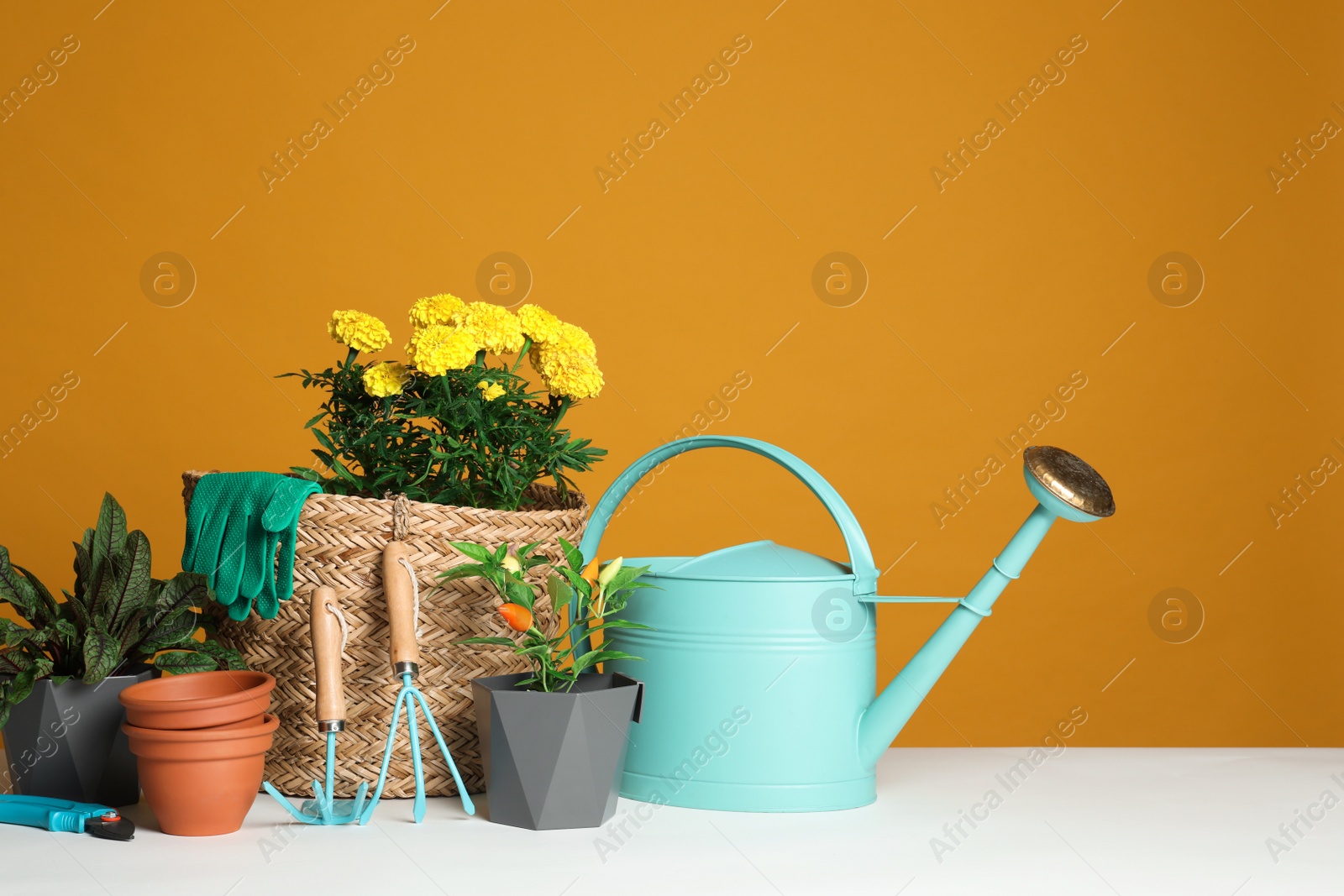 Photo of Gardening tools and houseplants on white table