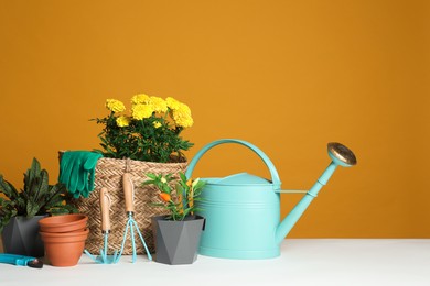 Gardening tools and houseplants on white table