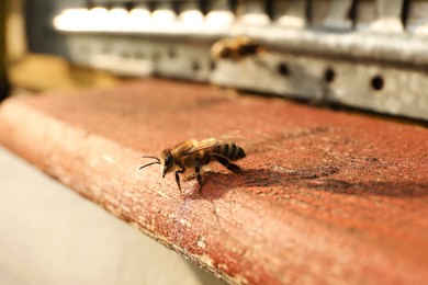 Closeup view of wooden hive with honey bee on sunny day