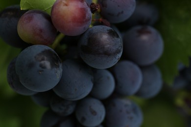 Photo of Ripe juicy grapes on branch growing against blurred background, closeup