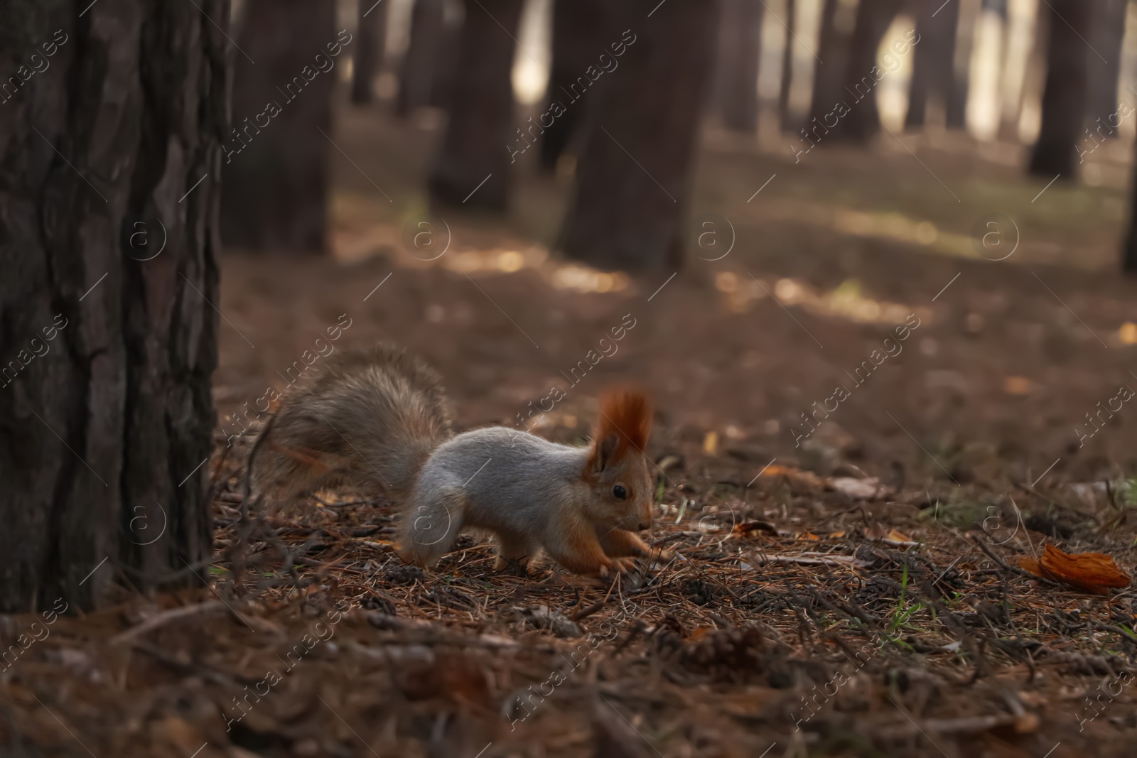 Photo of Cute red squirrel on ground in forest