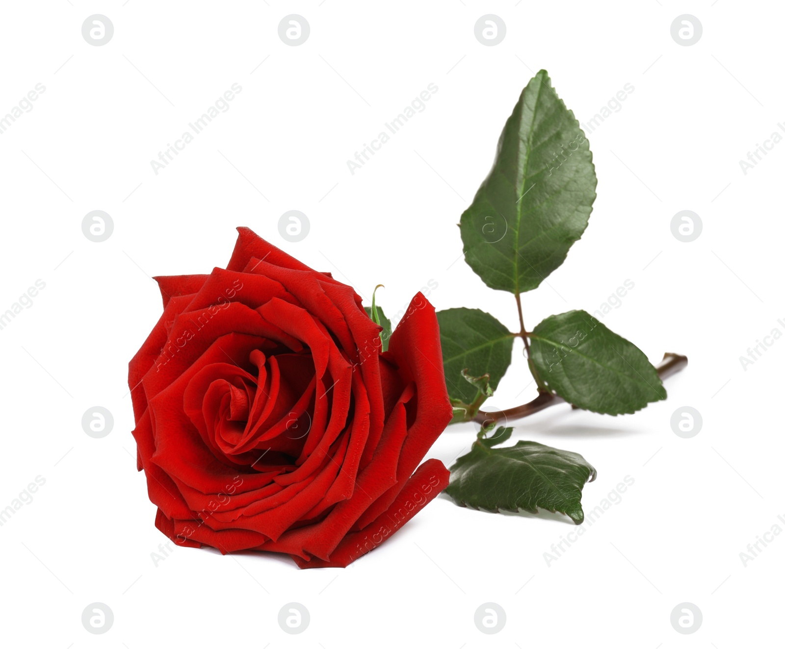 Photo of Beautiful fresh red rose isolated on white