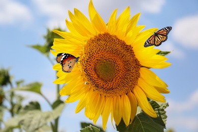 Beautiful monarch and plain tiger butterflies on sunflower, closeup 