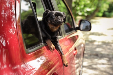 Photo of Cute Petit Brabancon dog leaning out of car window on summer day