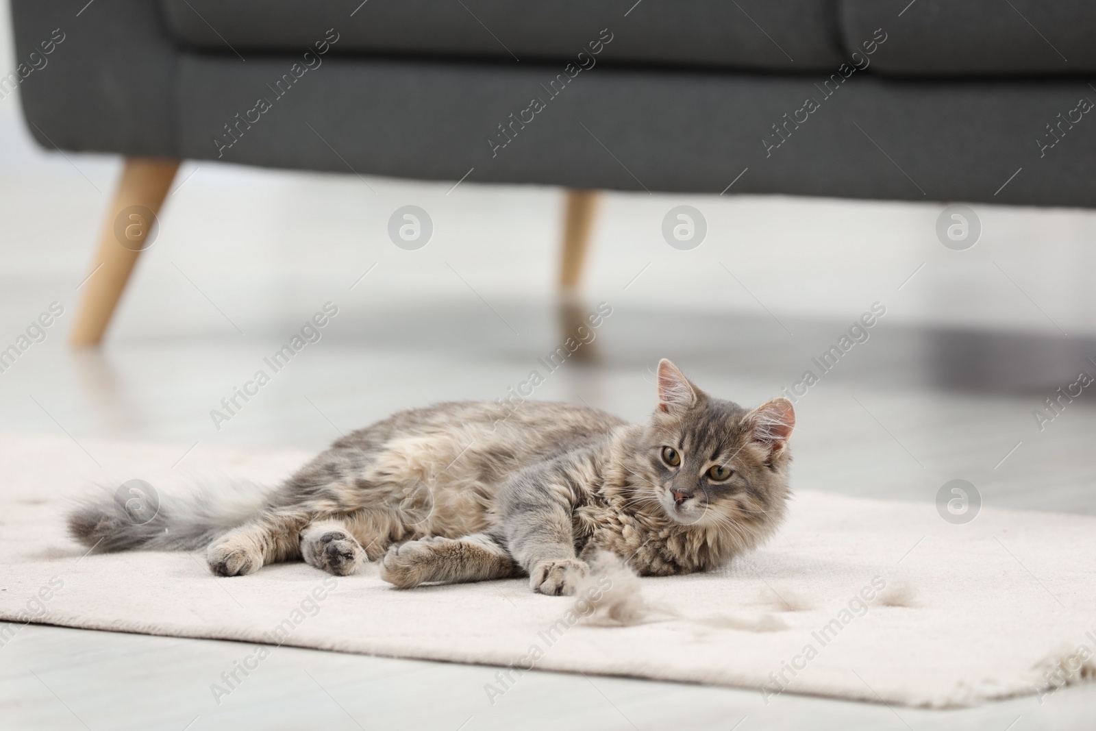 Photo of Cute cat and pet hair on carpet indoors