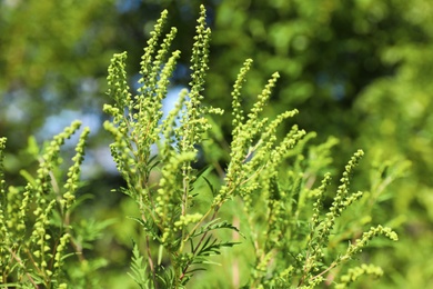 Photo of Blooming ragweed plant (Ambrosia genus) outdoors on sunny day, closeup. Seasonal allergy