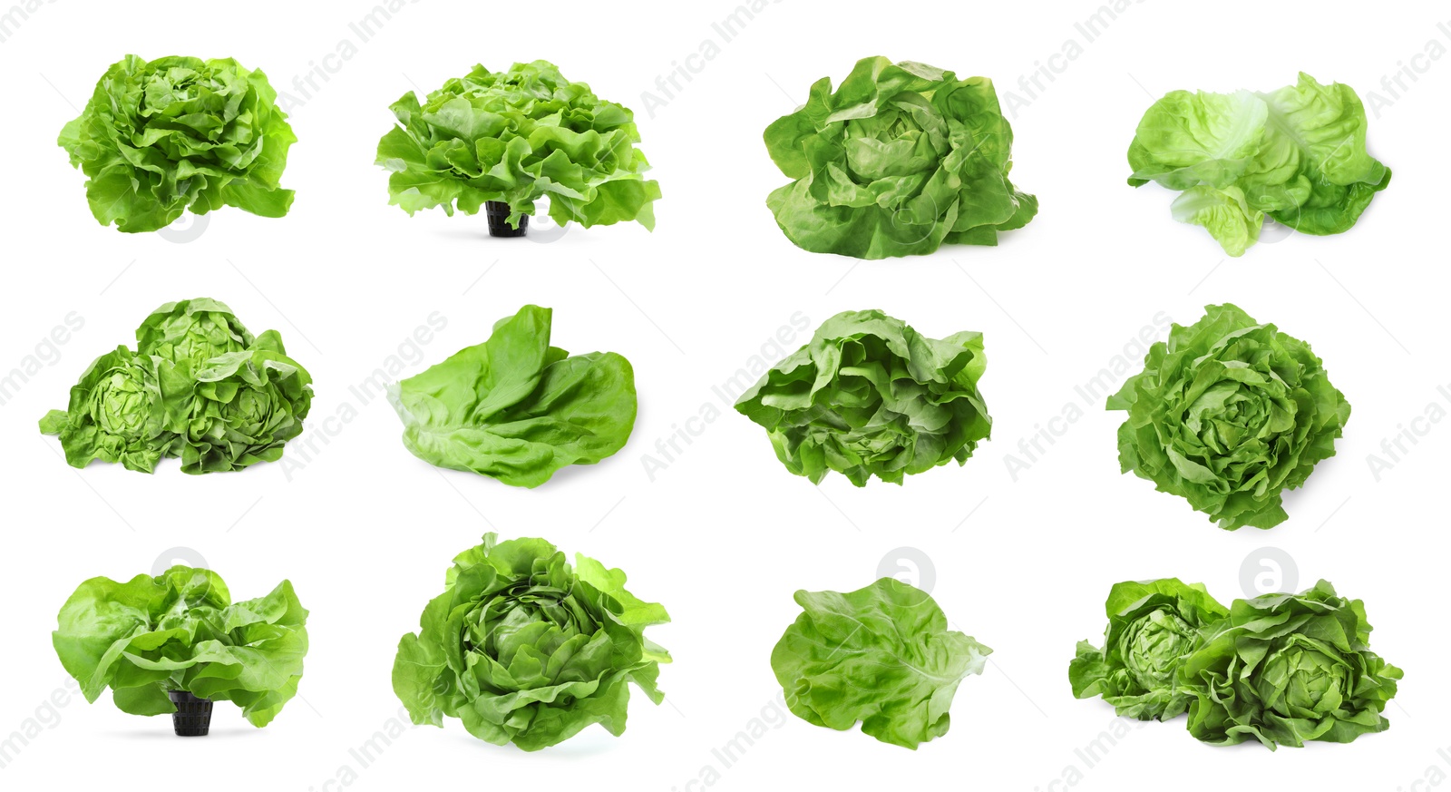 Image of Set of fresh butterhead lettuce on white background, different views