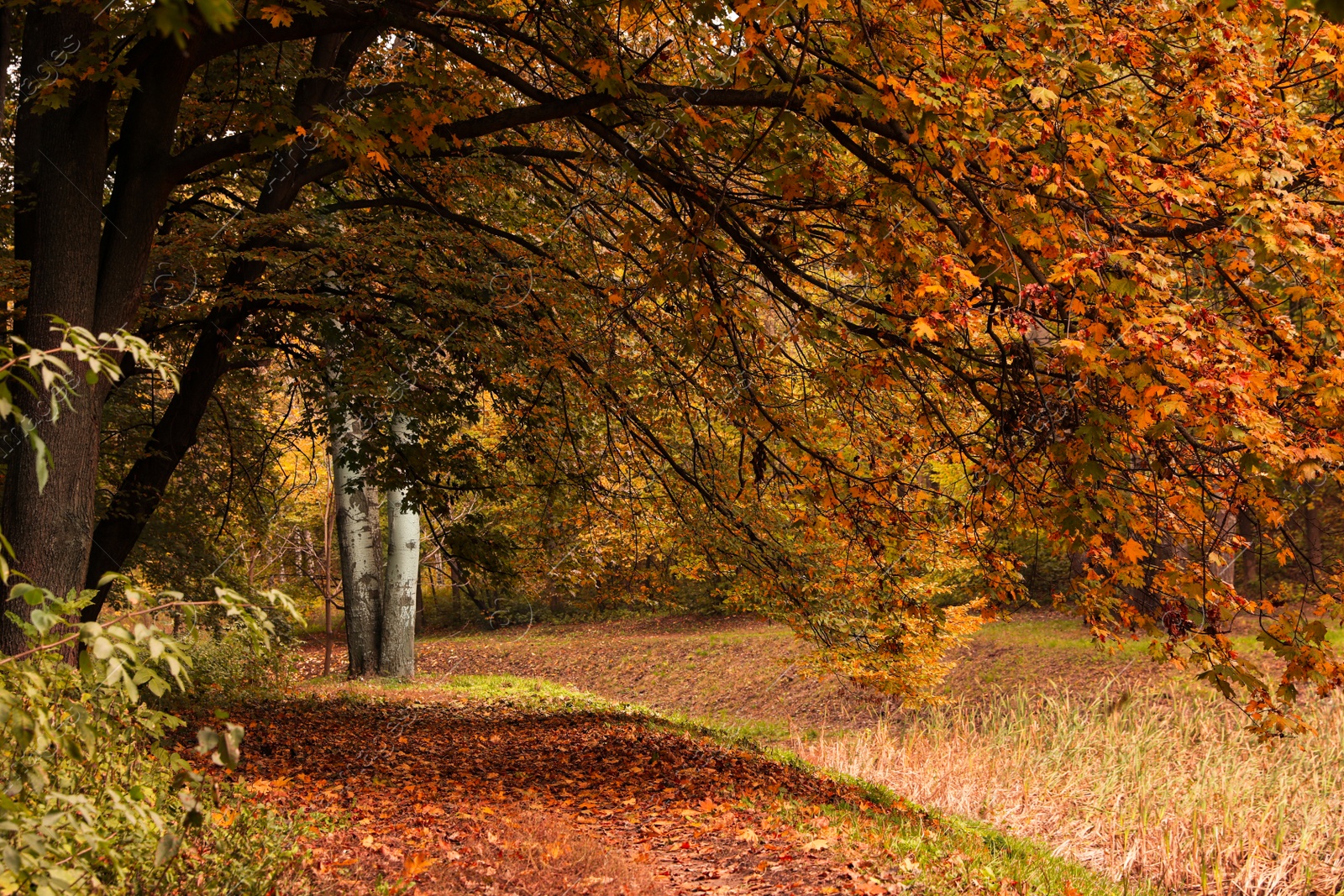 Photo of Beautiful view of forest with trees on autumn day