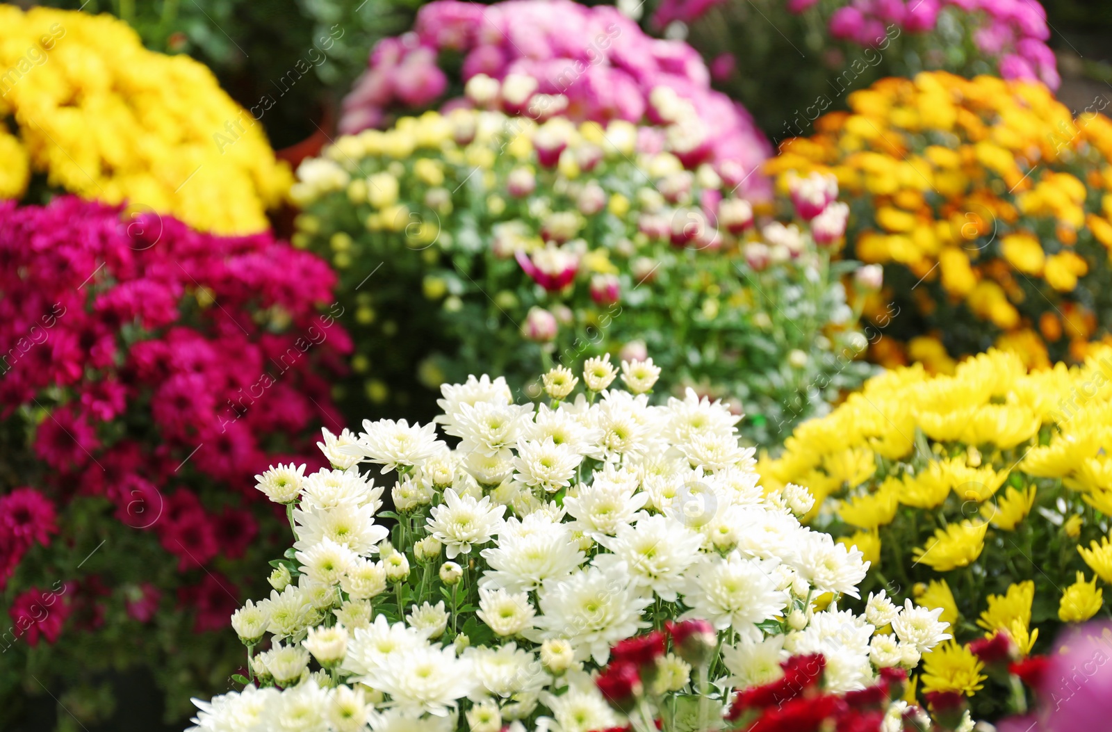 Photo of View of fresh beautiful colorful chrysanthemum flowers