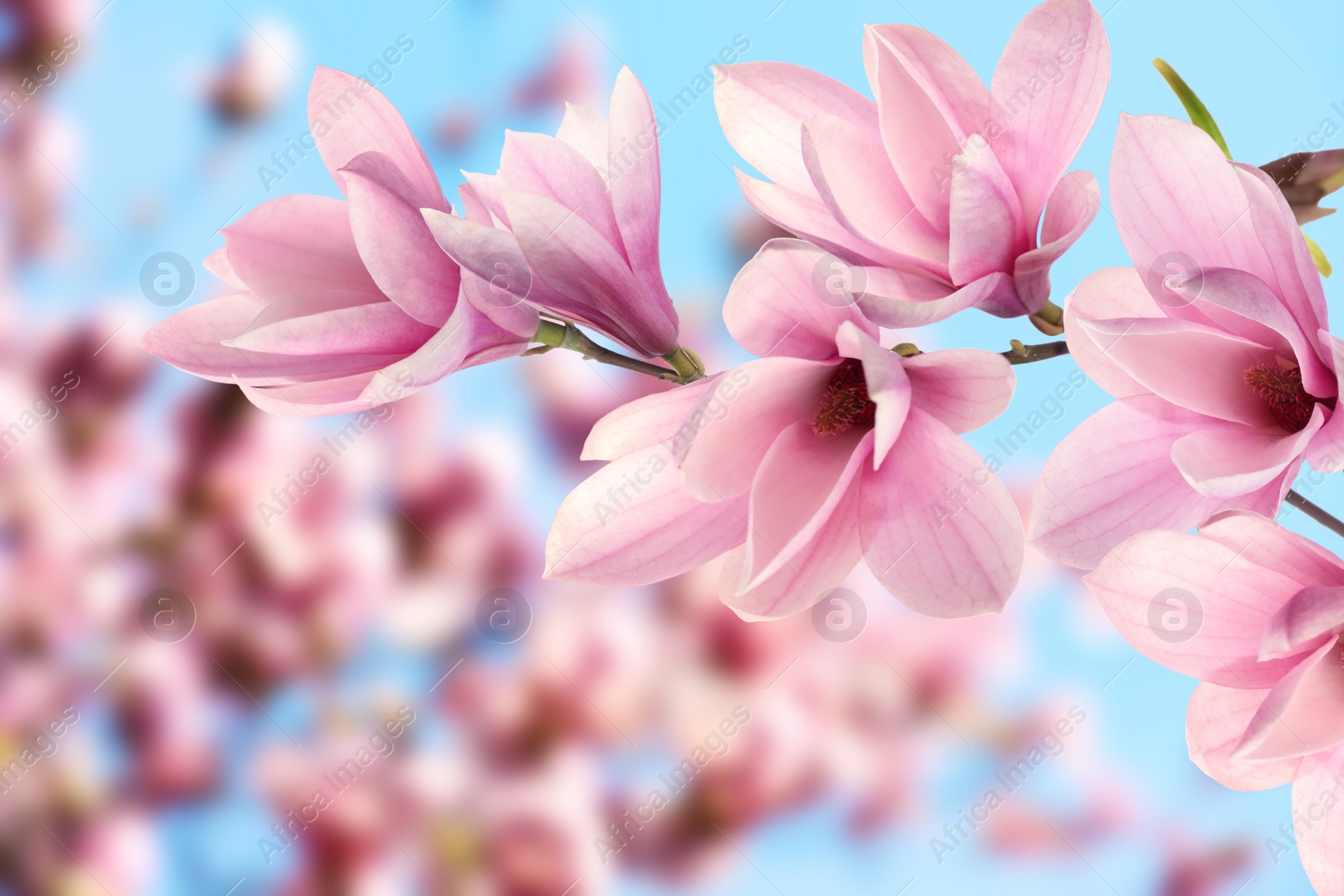 Image of Beautiful pink magnolia flowers outdoors. Amazing spring blossom