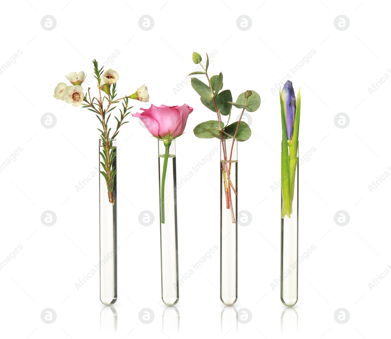 Photo of Different plants in test tubes on white background