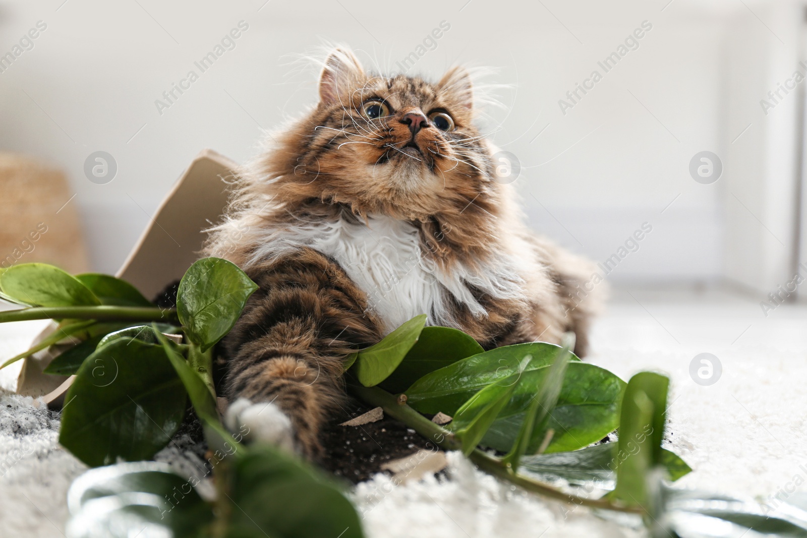 Photo of Cat near overturned houseplant on light carpet at home