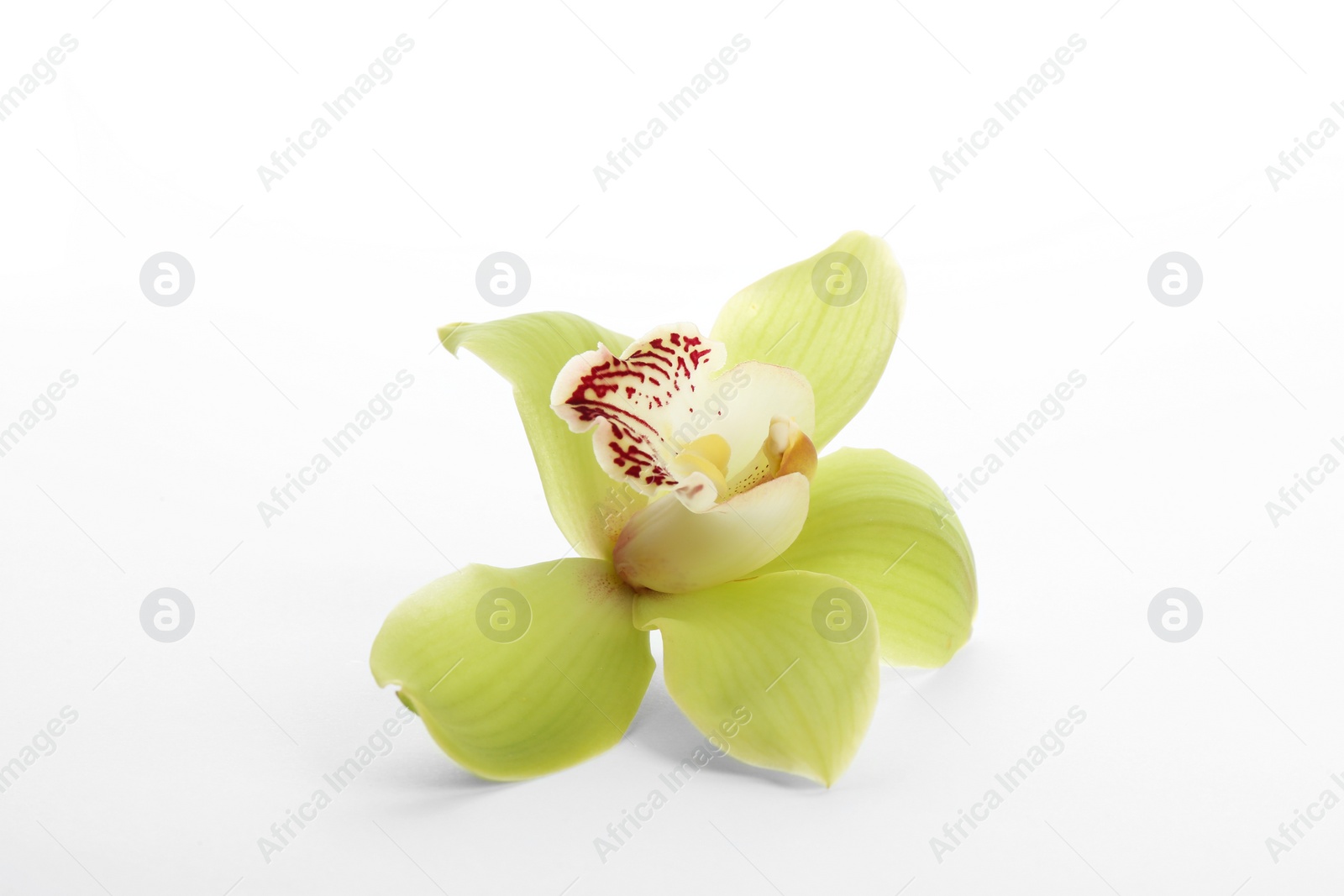 Photo of Beautiful tropical orchid flower on white background