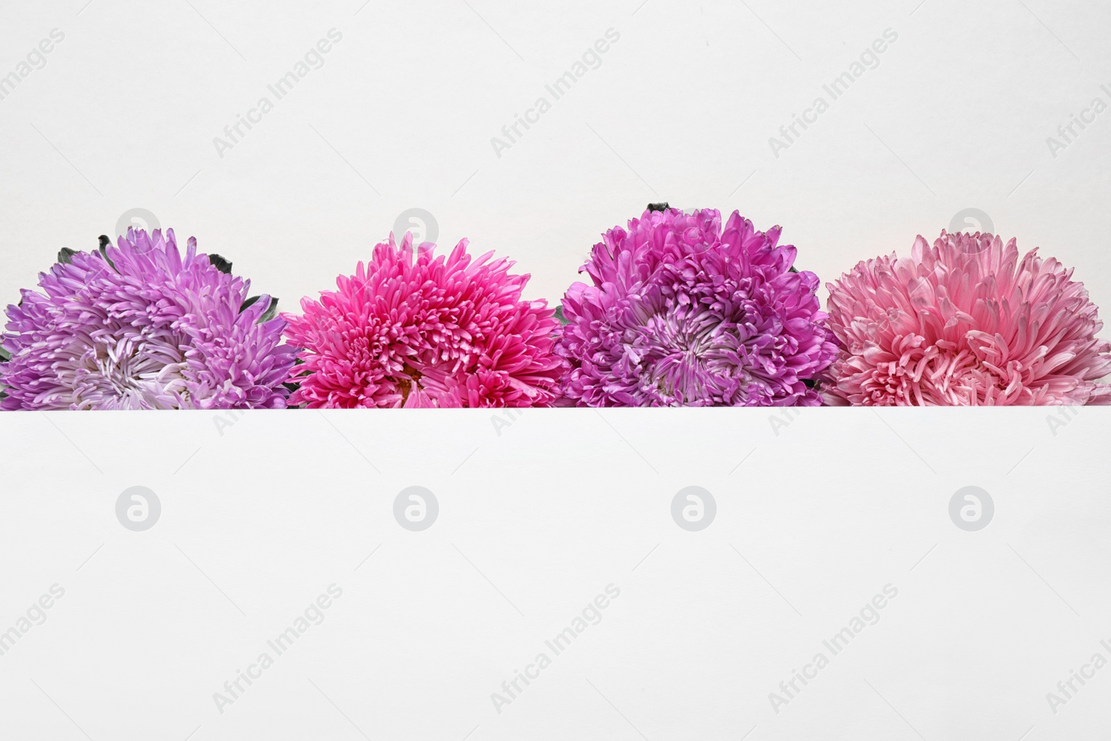 Photo of Beautiful aster flowers and blank card on light background, flat lay. Space for text