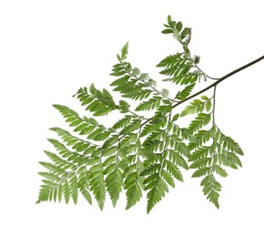 Branch with beautiful tropical fern leaves isolated on white