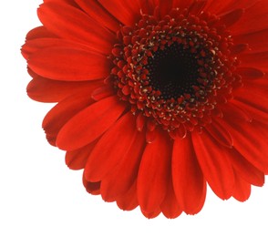 Photo of Beautiful red gerbera flower on white background