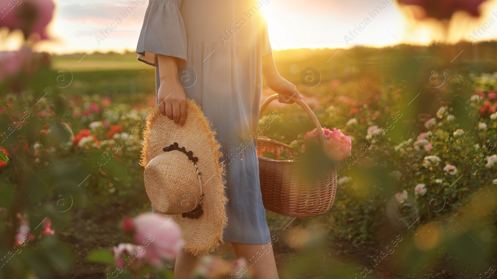 Photo of Woman with basket of roses in beautiful blooming field, closeup