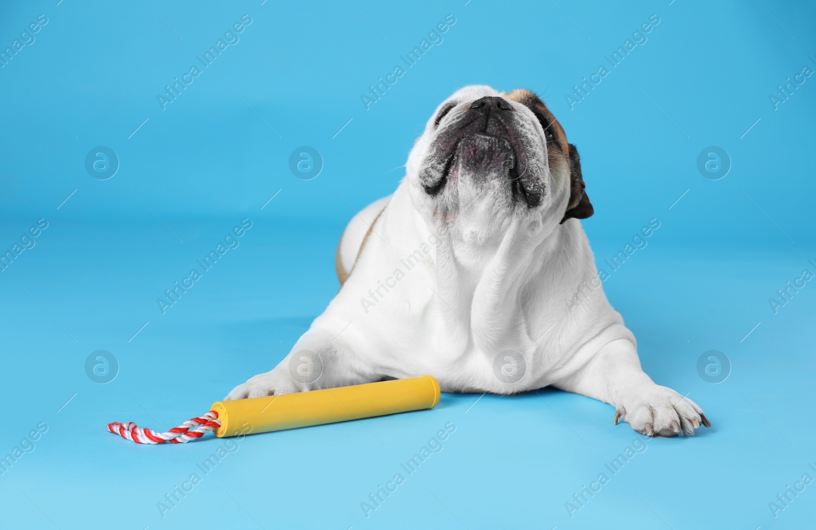 Photo of Adorable funny English bulldog with toy on light blue background