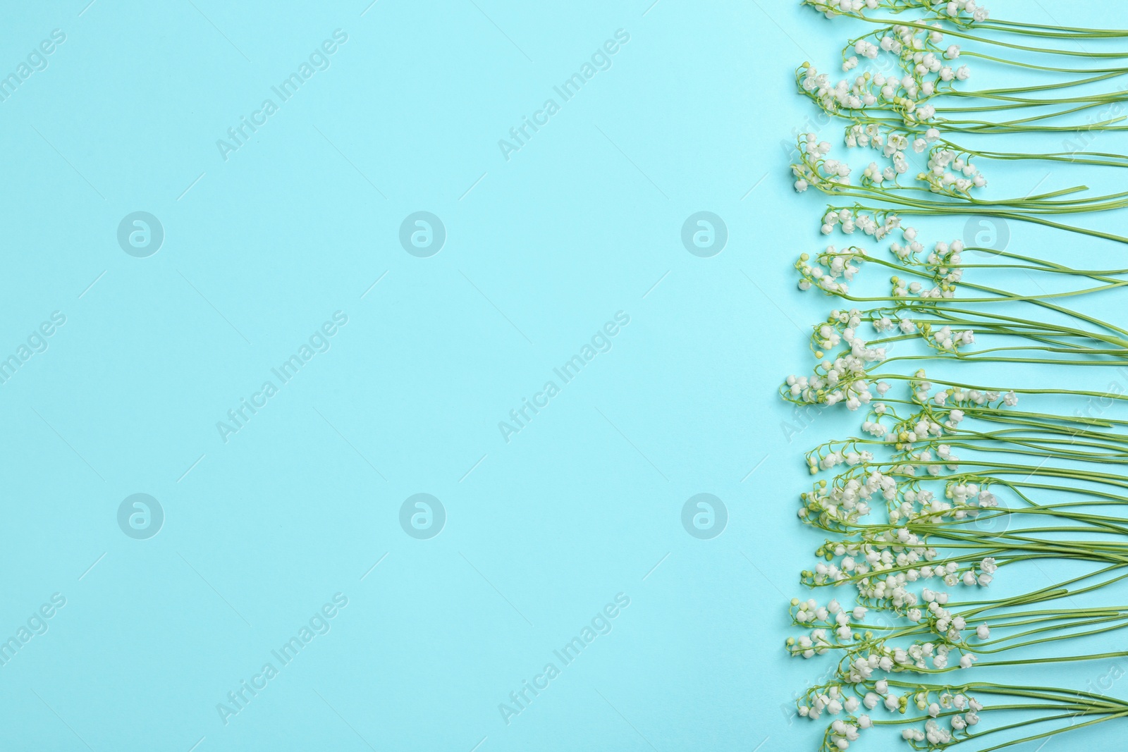 Photo of Beautiful lily of the valley flowers and space for text on color background, flat lay