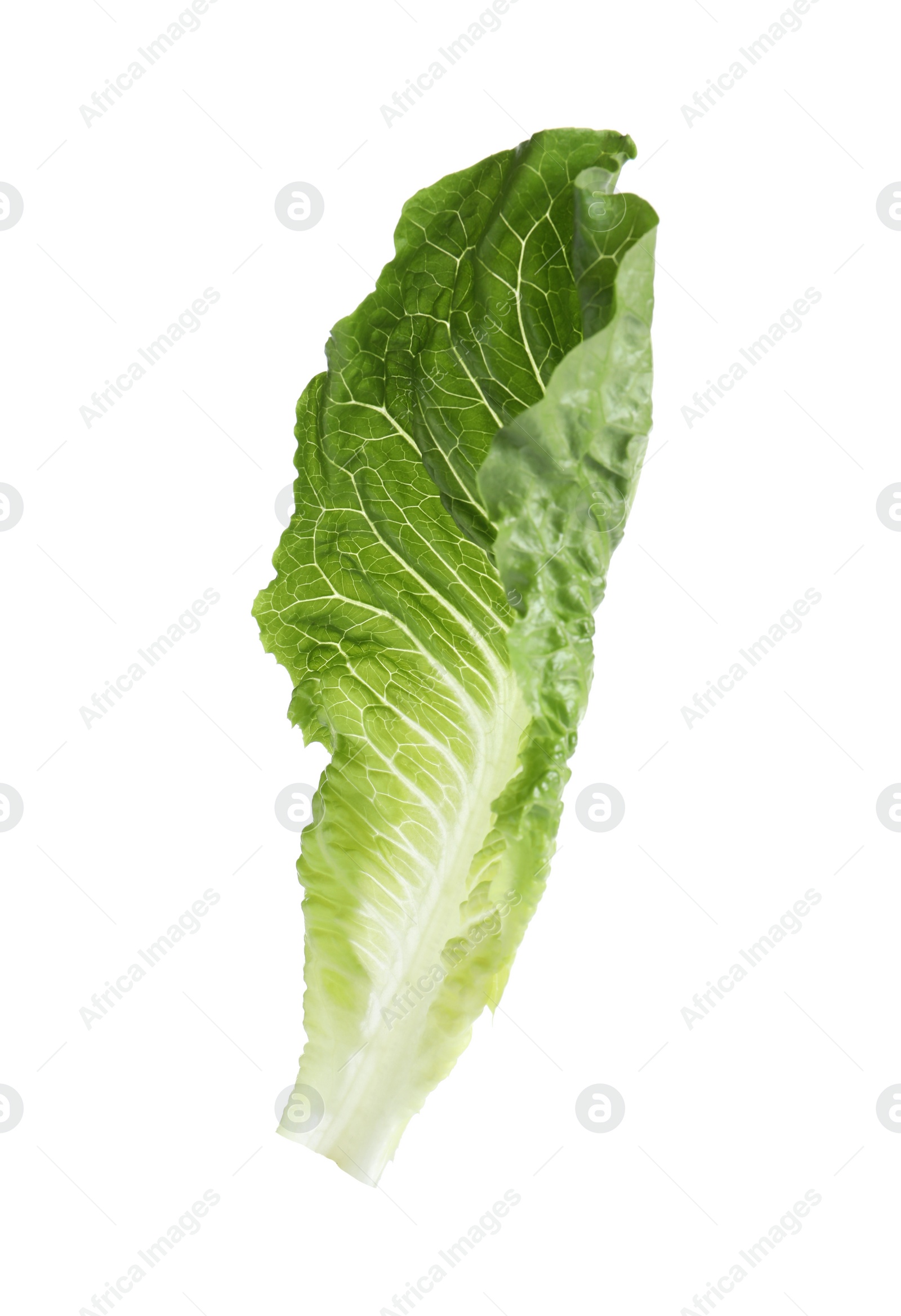 Photo of Fresh leaf of green romaine lettuce isolated on white