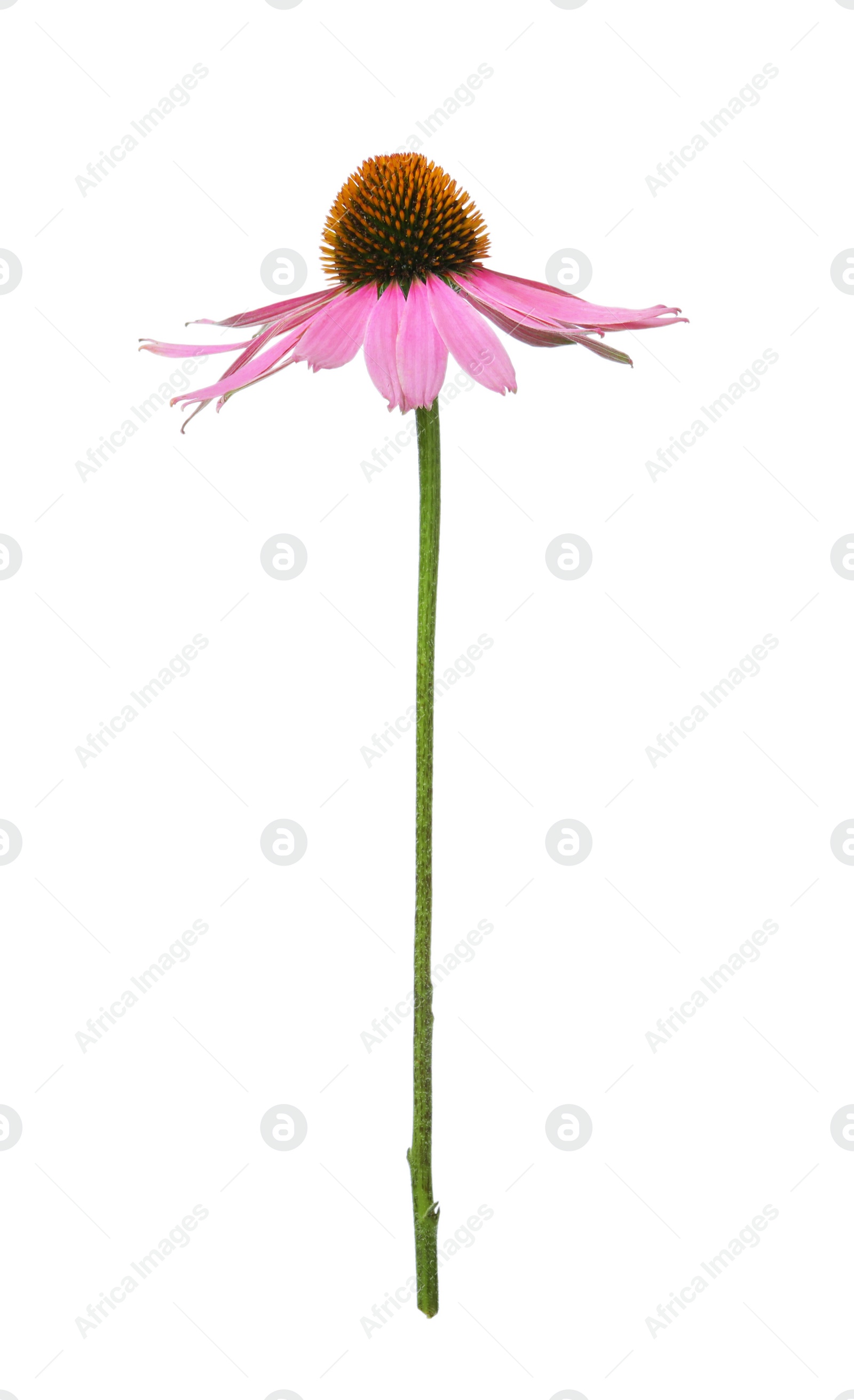 Photo of Beautiful blooming echinacea flower isolated on white