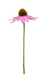 Photo of Beautiful blooming echinacea flower isolated on white