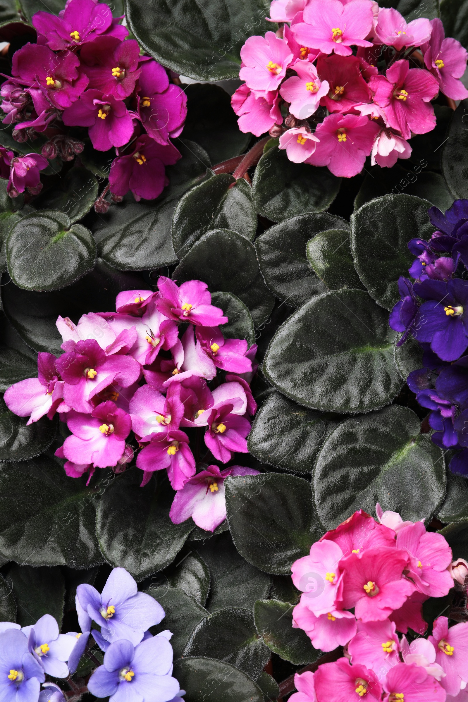 Photo of Beautiful blooming violets as background, top view. Plants for house decor